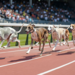 Conoce cómo funcionan las carreras de perros en Olimpo.bet.